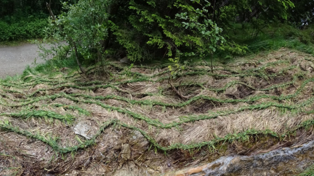 2xfux, Elisabeth Fux Mattig, Silvia Fux, Gebändigt?, Gras flechten, Twingi Land Art, landart, 2020